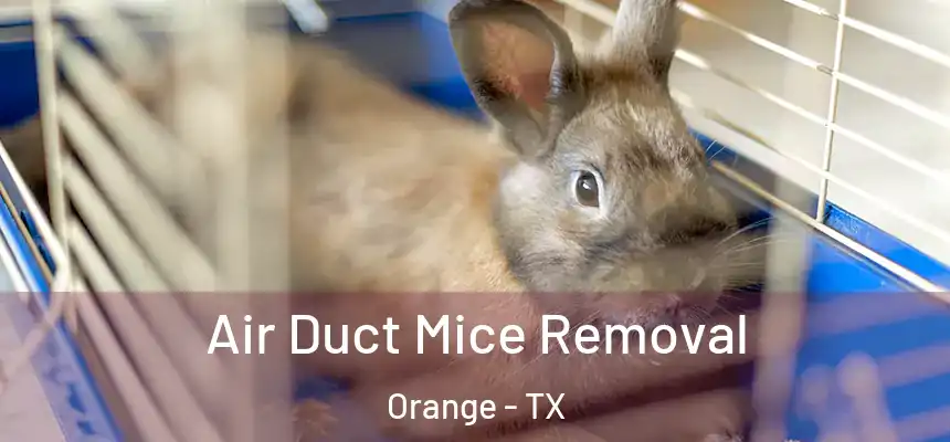  Air Duct Mice Removal Orange - TX